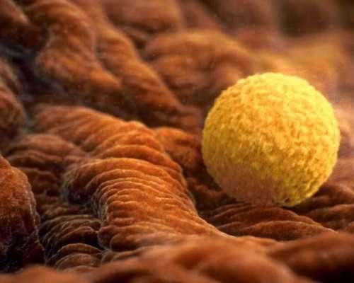 国内地下供卵机构有哪些,第三代试管***价格是多少附**价格明细