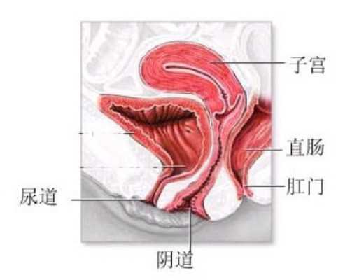 上海哪家试管便宜又好点儿的医院？,代生合法医院